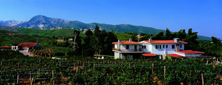Wineyard in Greece